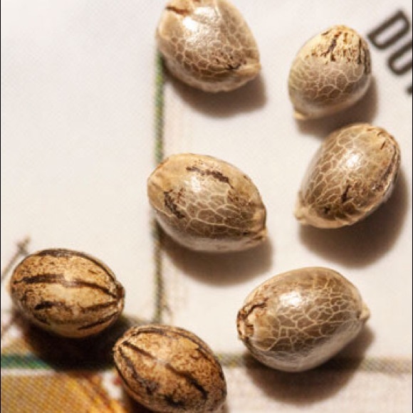 Latrobe Farmer’s Seeds Only Exotics Are Grown here - Picture 4 of 9